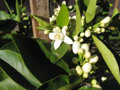 Orange blossoms